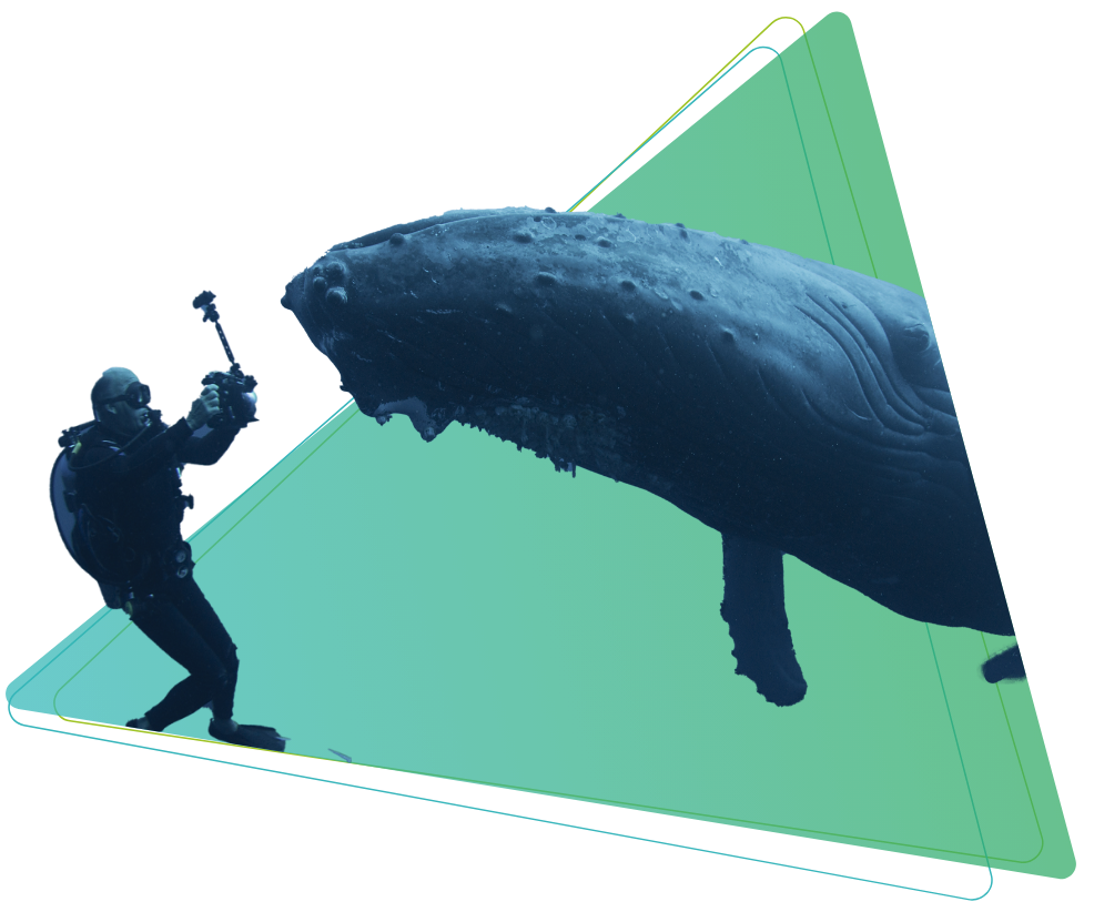 Avistamiento de Cet&aacute;ceos