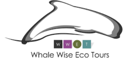 Avistamiento de Cetáceos 11 whalewise ecotours
